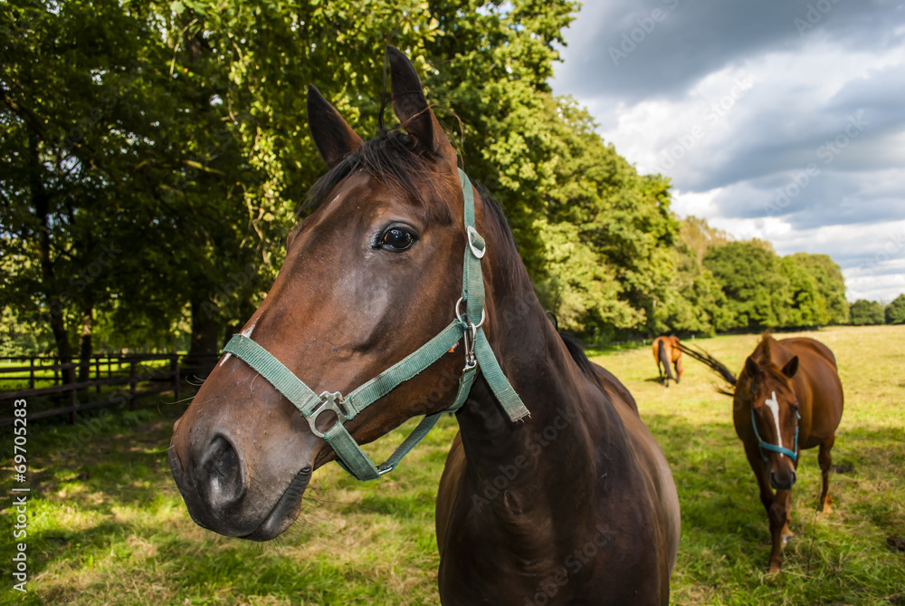 Obraz premium Hanoverian Horse