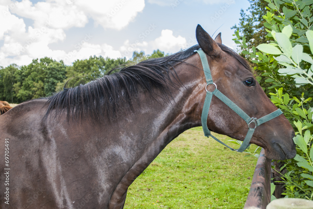 Fototapeta premium Horse eating leaves
