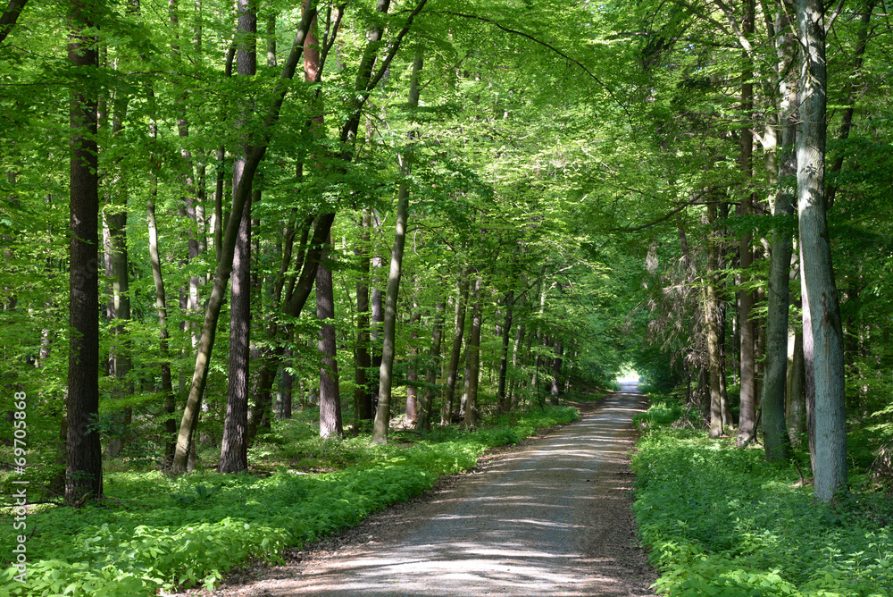 Fototapeta premium Waldweg
