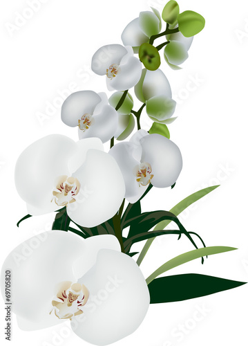 Fototapeta Naklejka Na Ścianę i Meble -  isolated white large orchid flowers