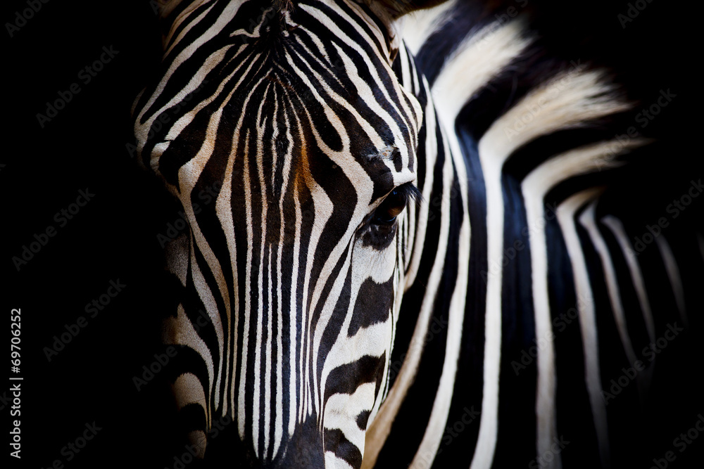 A Headshot of a Burchell's Zebra - obrazy, fototapety, plakaty 