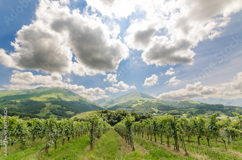 vignoble