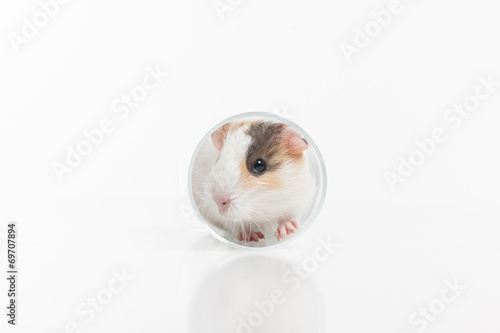funny hamster sitting in glass reflecting in ground.