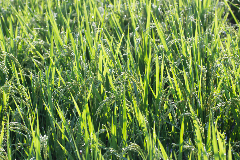 Obraz premium Oryza sativa(Rice)