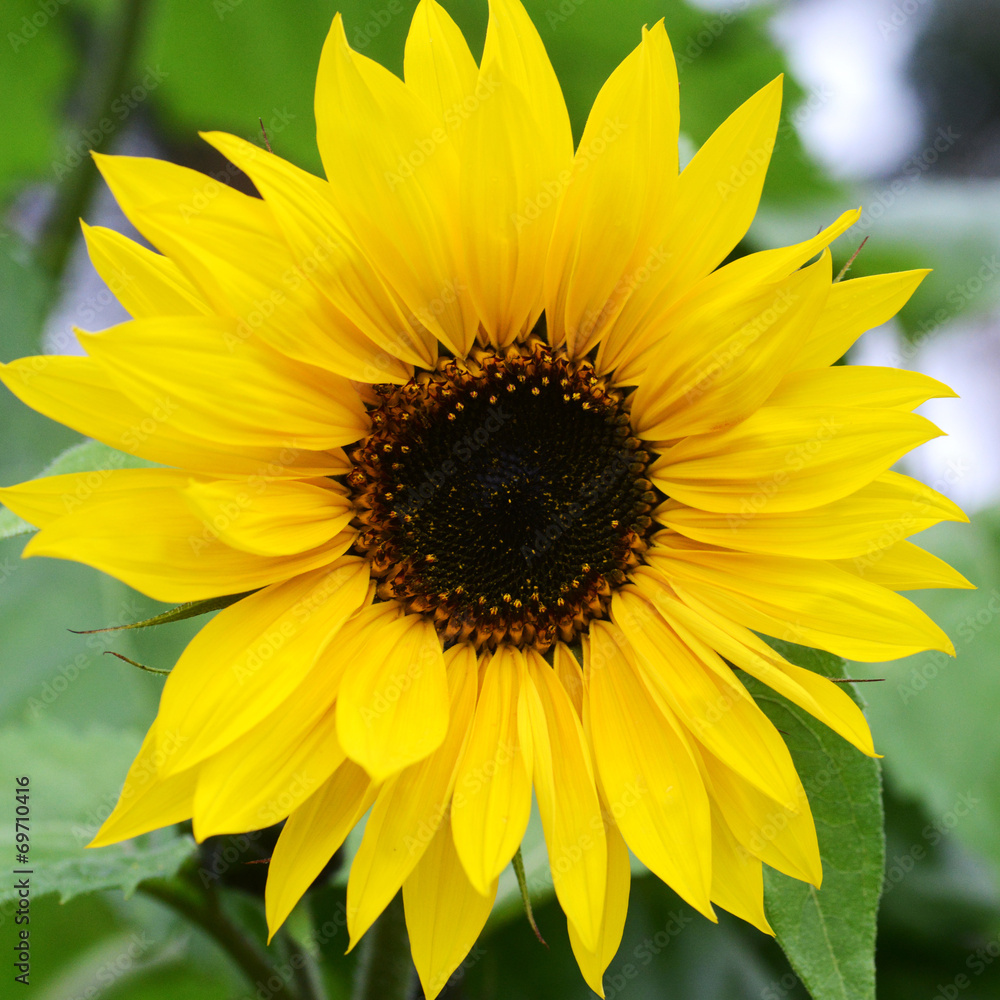 Obraz premium beautiful sunflowers