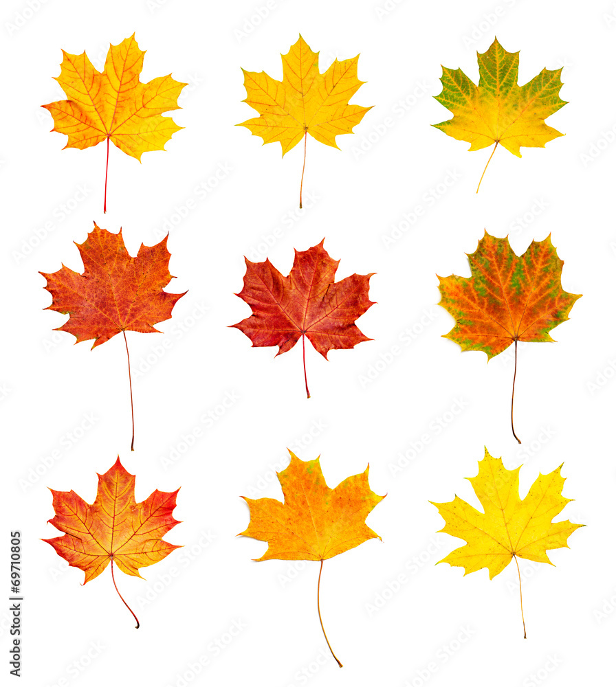 Autumn leaves set Autumn leaves set