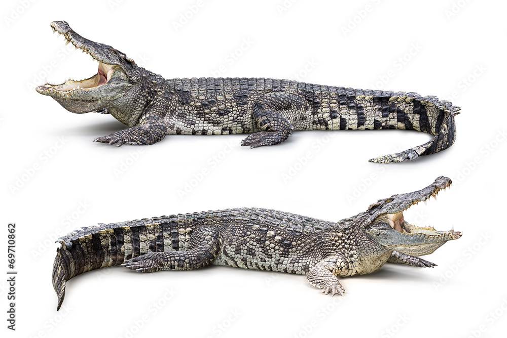 Fototapeta premium Crocodile isolated