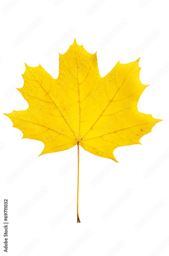 Maple leaf Maple leaf