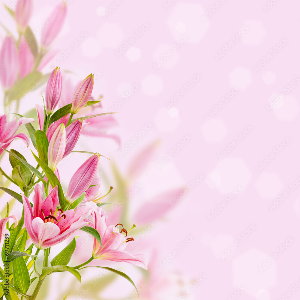 Pink lilies background Pink lilies background