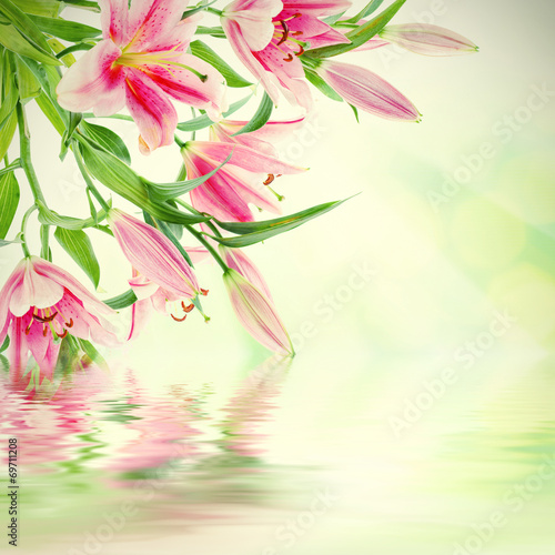 Pink lilies background