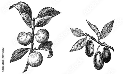 Prunes ( Reine-Claude, Agen)