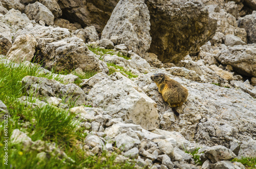 Wild animal - yellow-bellied marmot in Dolomites