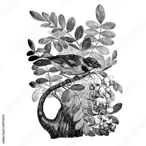 Le moineau Friquet