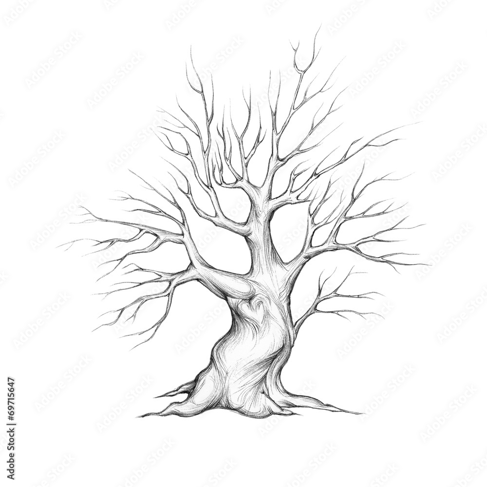 Baum mit geschwungenen Ästen StockIllustration Adobe Stock