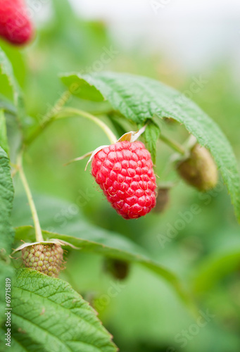 single raspberry