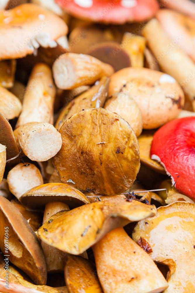 Mushrooms Mushrooms