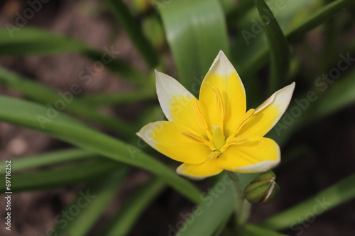 миниатюрный тюльпан