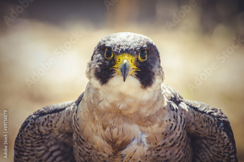 Картината върху платно peregrine falcon with open wings , bird of high speed