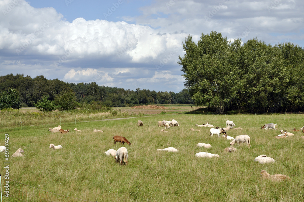 Schafherde Schafherde