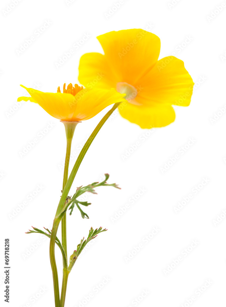 Californian poppy Californian poppy