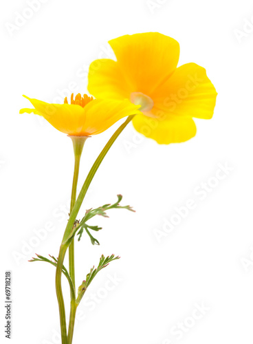 Californian poppy