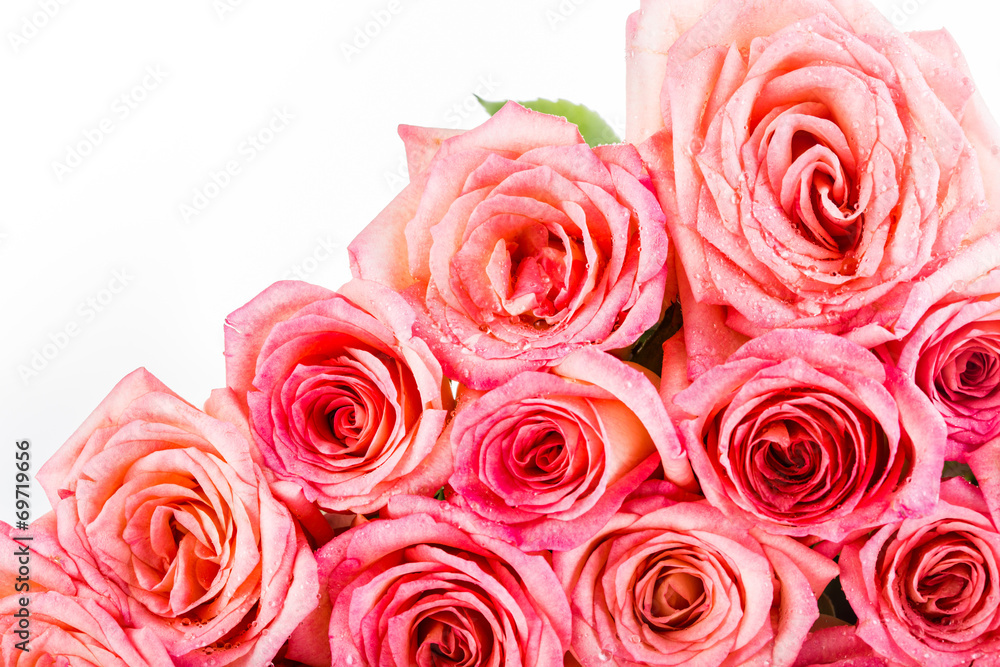 group of rose isolated on white background group of rose isolated on white background
