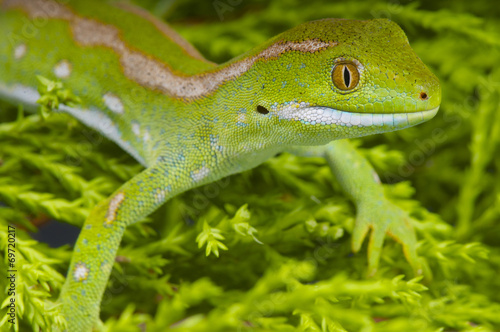 Northland green gecko / Naultinus grayi photo