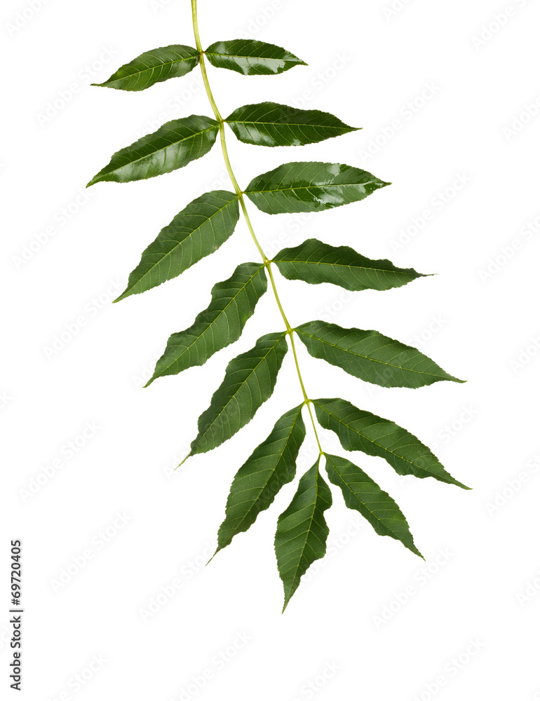 Branch with green leaves isolated on white background Branch with green leaves isolated on white background
