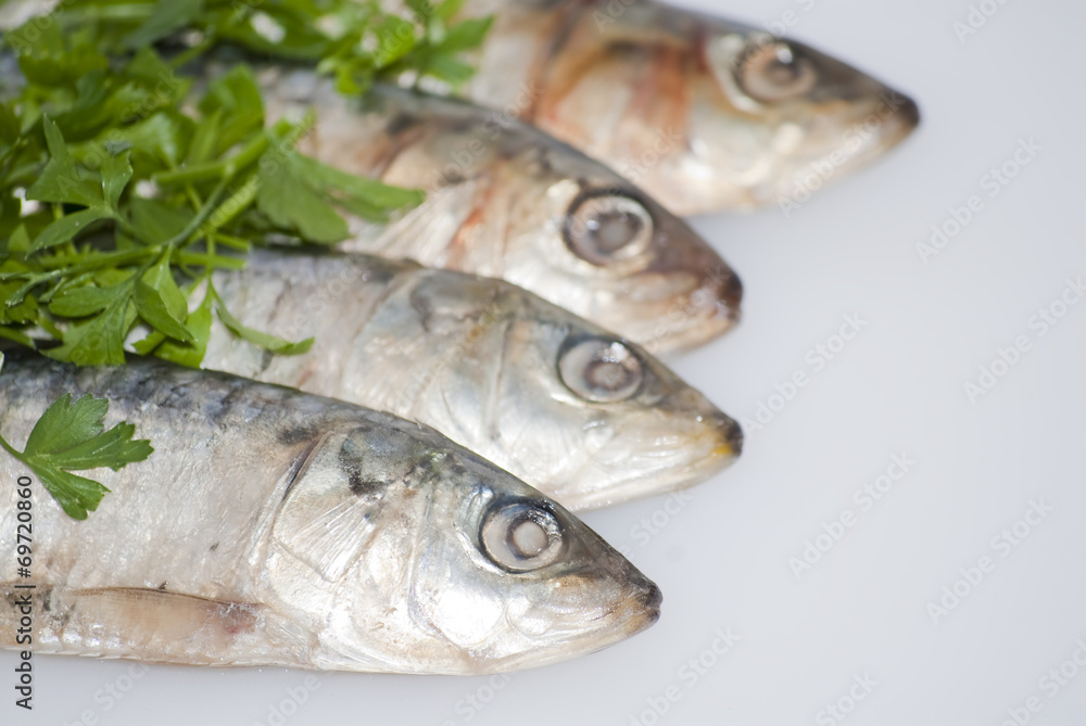 Fresh sardines with parsley leaves Fresh sardines with parsley leaves