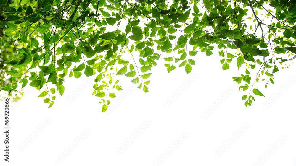 green leaf isolated on white background green leaf isolated on white background