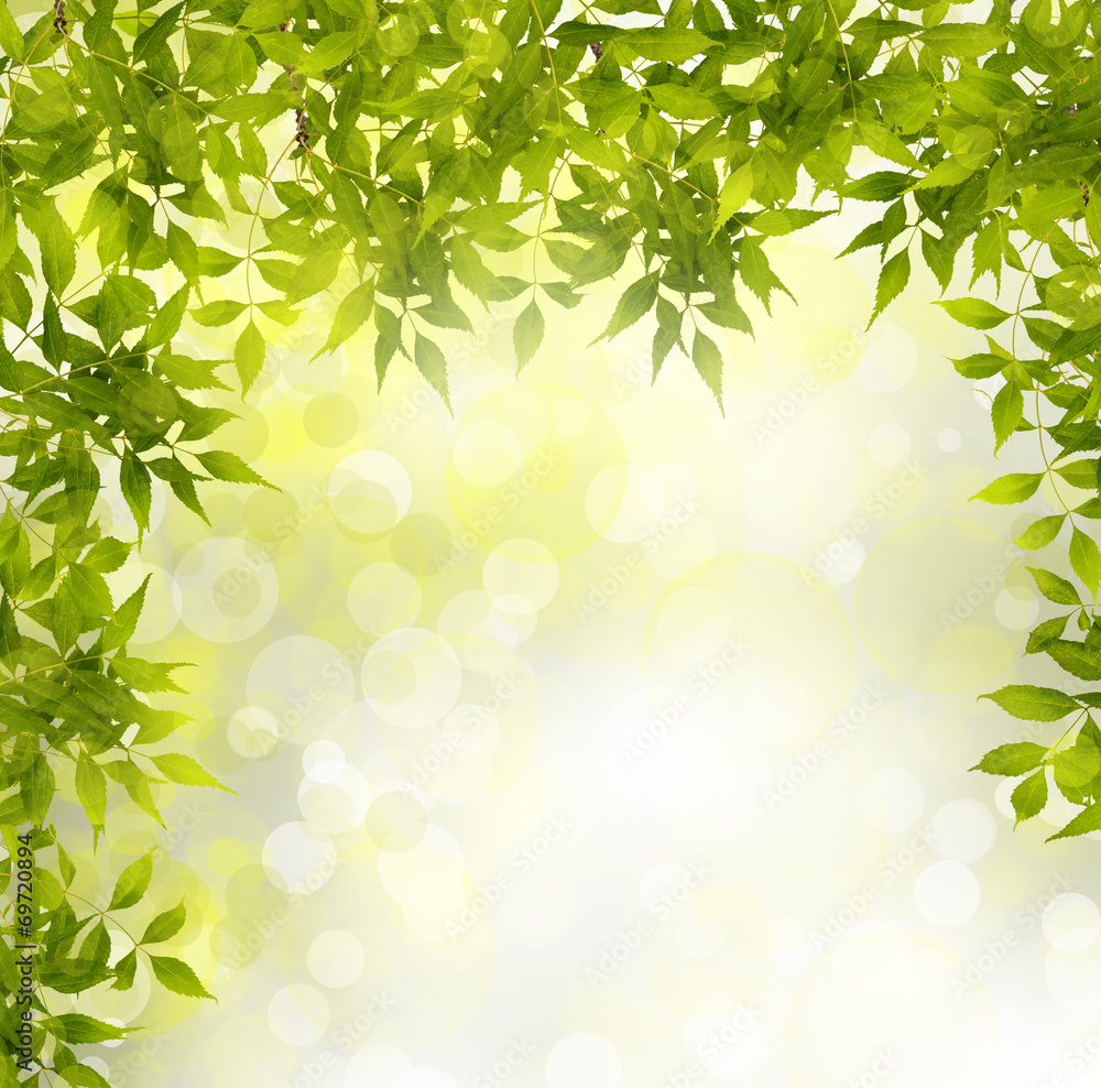 Green branch of a tree on abstract background with bokeh effect Green branch of a tree on abstract background with bokeh effect