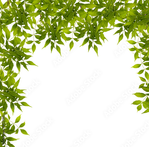 Branch with green leaves isolated on white background