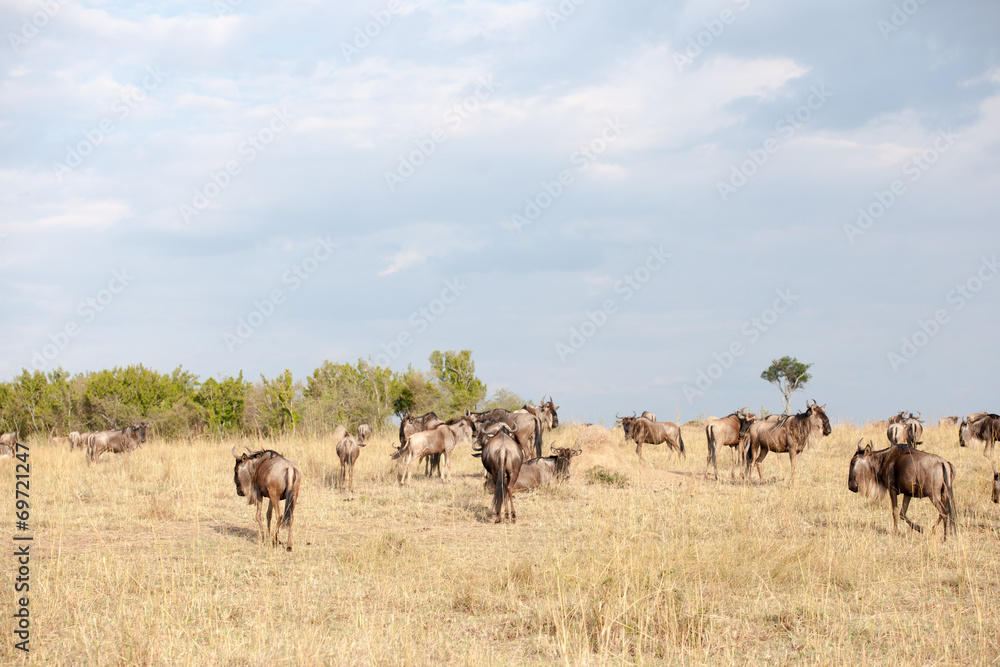 gnu migration