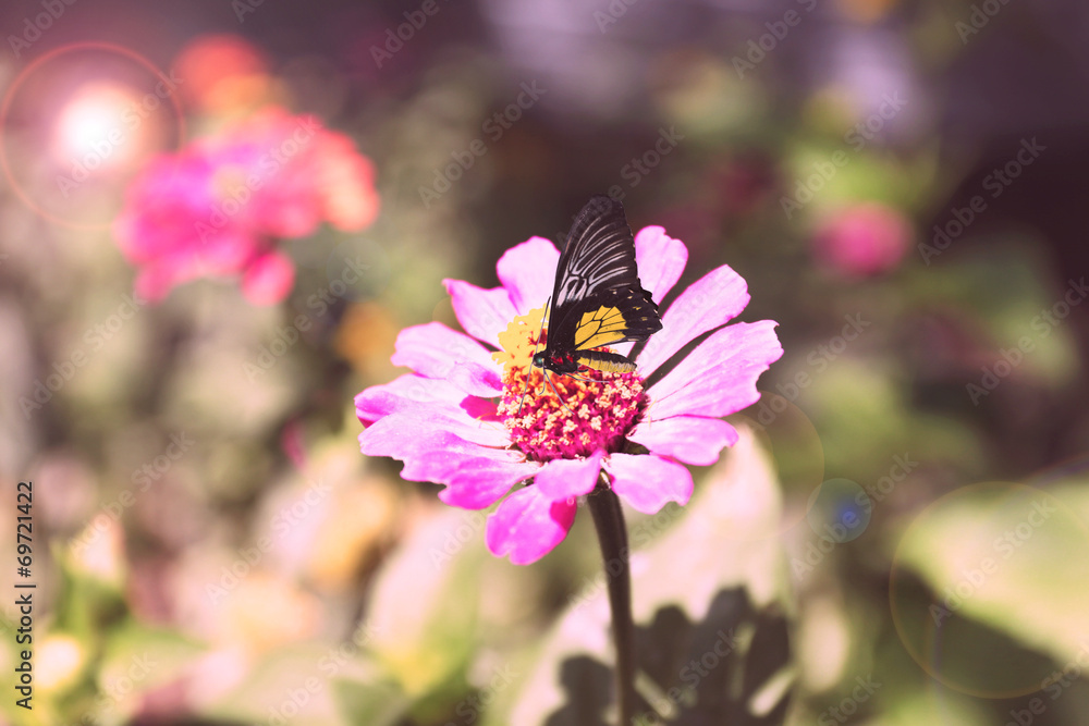 Beautiful flower with butterfly in garden Beautiful flower with butterfly in garden