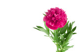 Beautiful bouquet of pink peonies on a white background isolated