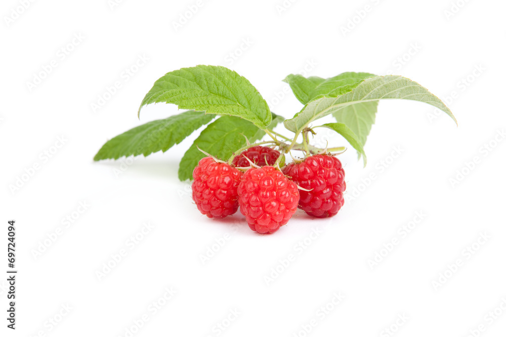 4 Himbeeren an Blattstrauch, weißer Hintergrund, isoliert 4 Himbeeren an Blattstrauch, weißer Hintergrund, isoliert
