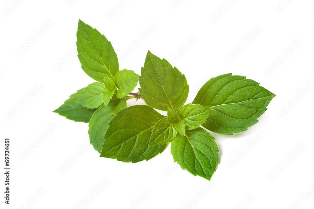Mint leaves Mint leaves