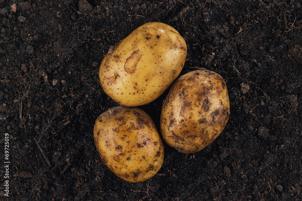 fresh potatoes on the soil background fresh potatoes on the soil background