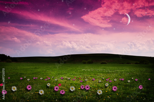 Flower field in the night.