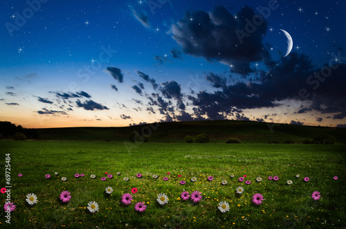 Flower field in the night.