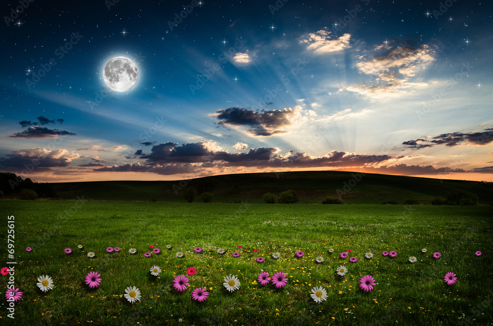 Fototapeta premium Flower field in the night.