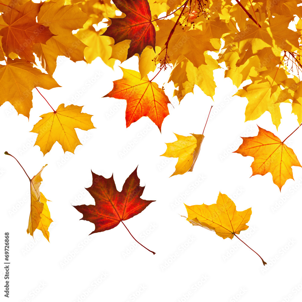 Obraz premium Falling autumn leaves