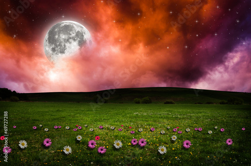 Flower field in the night.