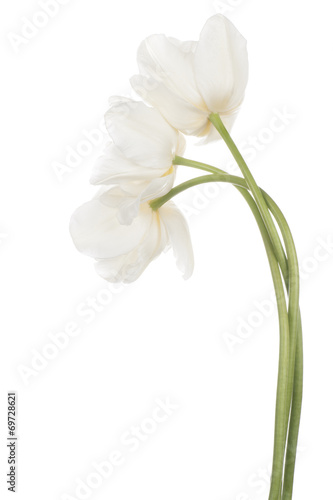 Fototapeta Naklejka Na Ścianę i Meble -  tulip