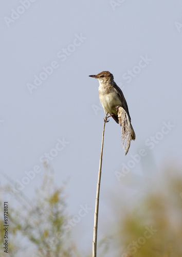 great reed warbler