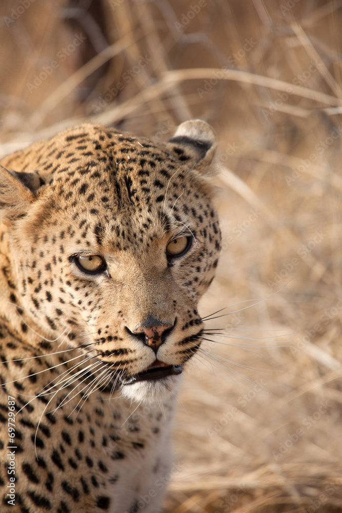 Obraz premium Leopardo