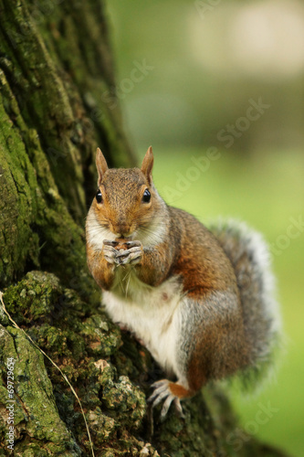 Gray Squirrel, Sciurus carolinensis © Maciej Olszewski