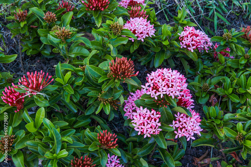 Fototapeta Naklejka Na Ścianę i Meble -  Ixora
