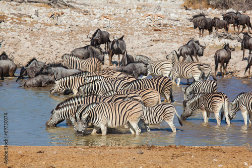 Zebre e gnu bevono nel parco Etosha