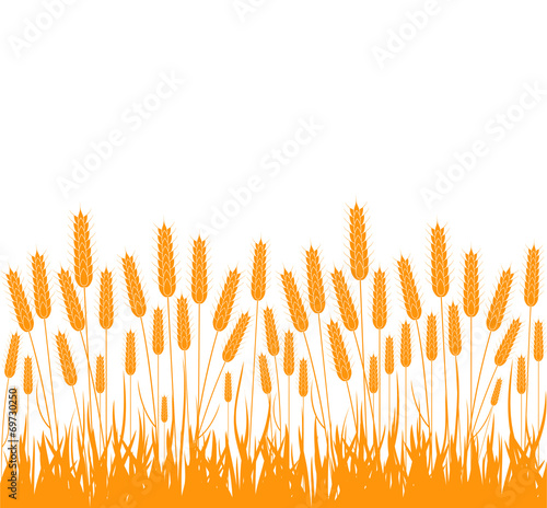 Wheat. Field